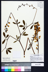 Baptisia alba image