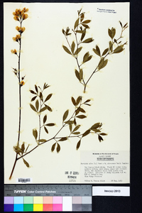 Baptisia alba image