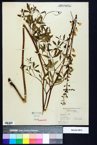 Baptisia alba image