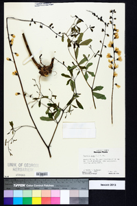 Baptisia alba image