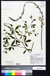 Baptisia alba image