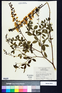 Baptisia alba image