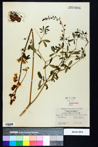 Baptisia alba image