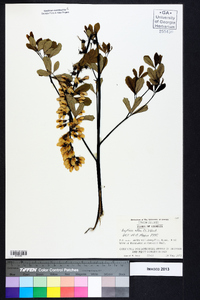 Baptisia alba image