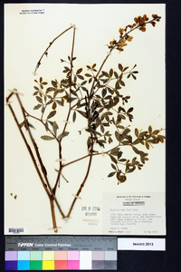 Baptisia alba image