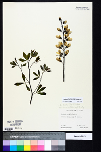 Baptisia alba image