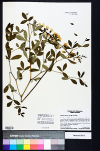 Baptisia alba image