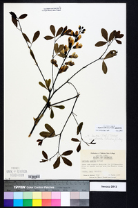 Baptisia alba image