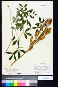 Baptisia alba image