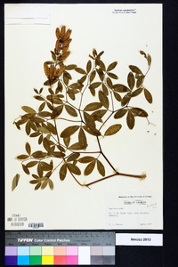 Baptisia alba image