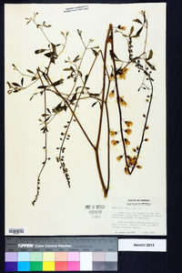 Baptisia alba image