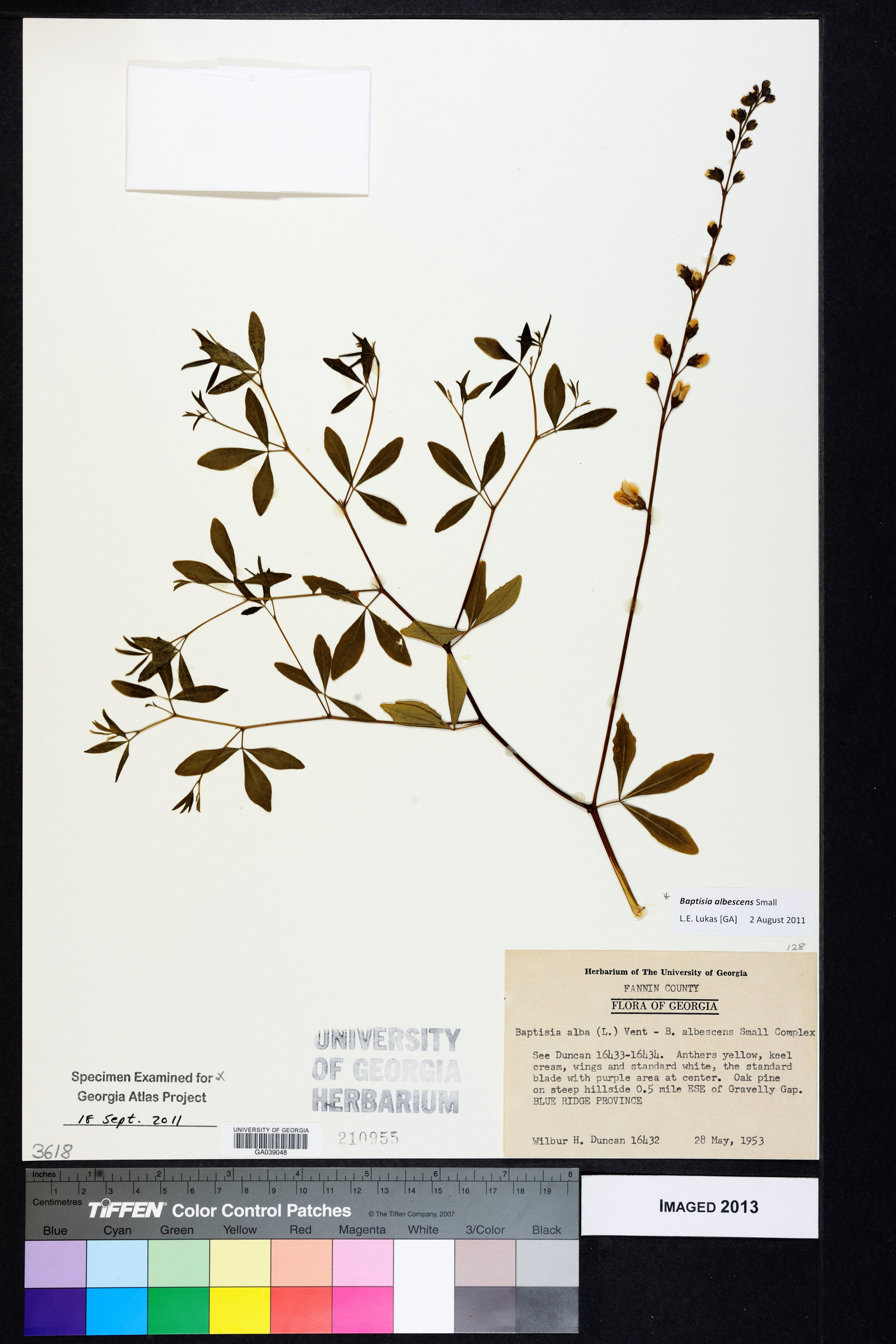 Baptisia albescens image