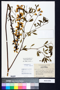 Baptisia albescens image