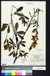 Baptisia australis var. aberrans image