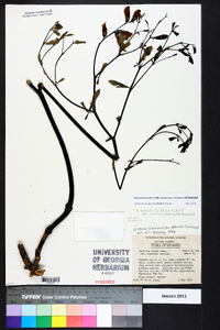 Baptisia australis var. aberrans image