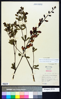 Baptisia australis var. aberrans image