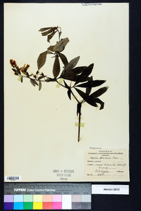 Baptisia bracteata image