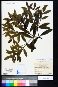 Baptisia lanceolata var. lanceolata image