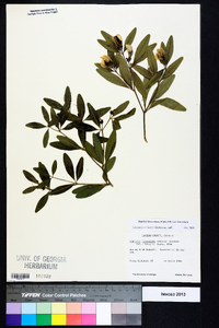 Baptisia lanceolata var. lanceolata image