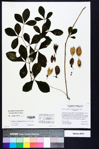 Baptisia megacarpa image