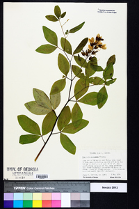 Baptisia megacarpa image