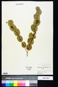 Baptisia perfoliata image