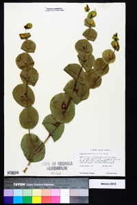 Baptisia perfoliata image