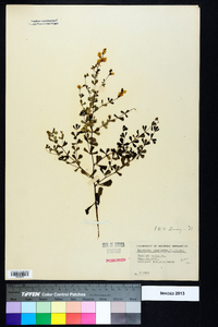 Baptisia tinctoria image