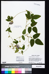 Centrosema virginianum image