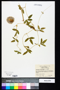 Centrosema virginianum image