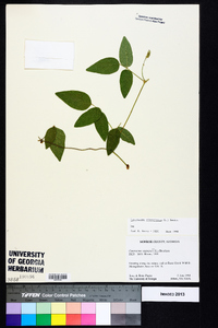 Centrosema virginianum image