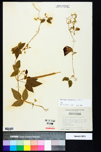Centrosema virginianum image