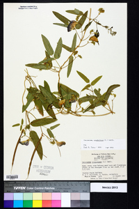 Centrosema virginianum image