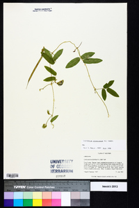 Centrosema virginianum image