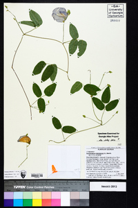 Centrosema virginianum image