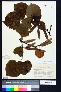 Cercis canadensis var. canadensis image