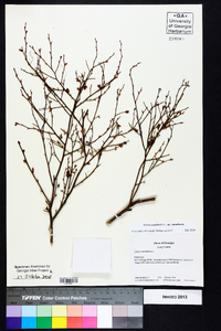 Cercis canadensis var. canadensis image