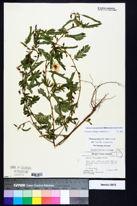 Chamaecrista fasciculata var. fasciculata image