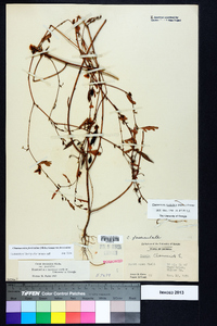 Chamaecrista fasciculata var. fasciculata image