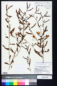 Chamaecrista fasciculata var. fasciculata image