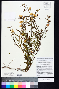 Chamaecrista fasciculata var. fasciculata image