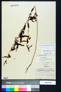 Chamaecrista fasciculata var. fasciculata image