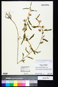 Chamaecrista fasciculata var. fasciculata image