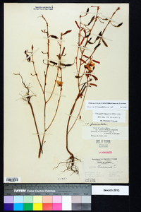 Chamaecrista fasciculata var. fasciculata image