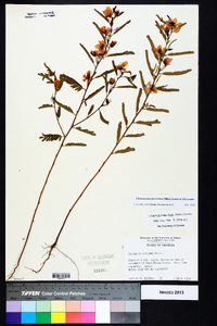 Chamaecrista fasciculata var. fasciculata image