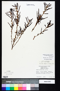 Chamaecrista nictitans var. aspera image