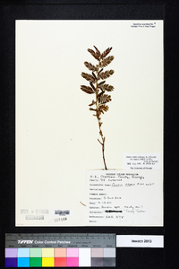 Chamaecrista nictitans var. aspera image