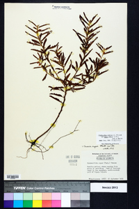 Chamaecrista nictitans var. aspera image