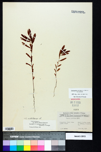 Chamaecrista nictitans var. nictitans image