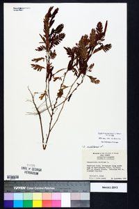 Chamaecrista nictitans var. nictitans image